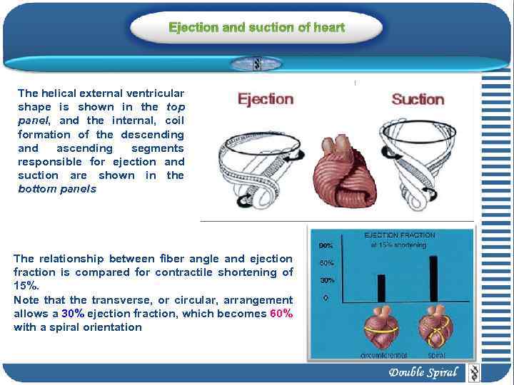 Ejection and suction of heart The helical external ventricular shape is shown in the