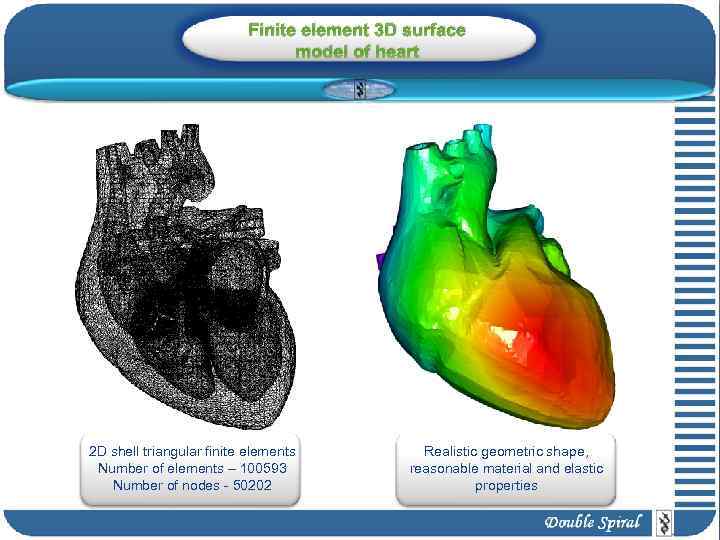 Finite element 3 D surface model of heart 2 D shell triangular finite elements