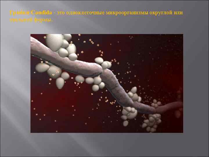Грибки Candida - это одноклеточные микроорганизмы округлой или овальной формы. 