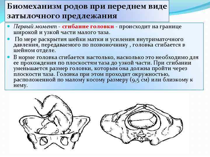 Биомеханизм родов при переднем виде затылочного предлежания Первый момент - сгибание головки - происходит