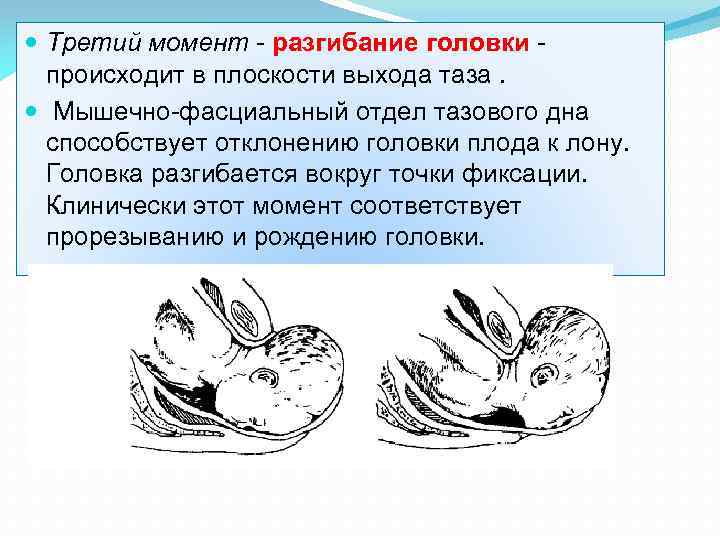  Третий момент - разгибание головки - происходит в плоскости выхода таза. Мышечно-фасциальный отдел