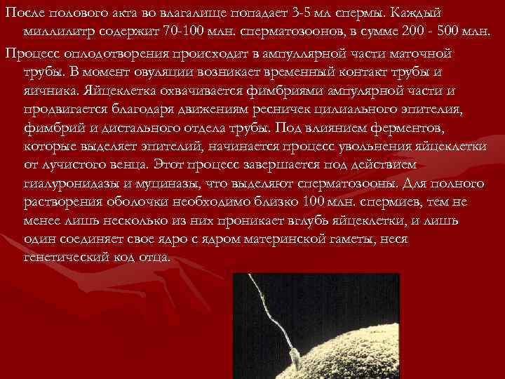 После полового акта во влагалище попадает 3 -5 мл спермы. Каждый миллилитр содержит 70