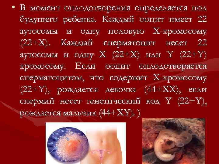  • В момент оплодотворения определяется пол будущего ребенка. Каждый ооцит имеет 22 аутосомы