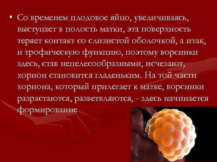  • Со временем плодовое яйцо, увеличиваясь, выступает в полость матки, эта поверхность теряет