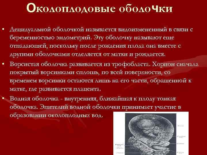 Околоплодовые оболочки • Децидуальной оболочкой называется видоизмененный в связи с беременностью эндометрий. Эту оболочку