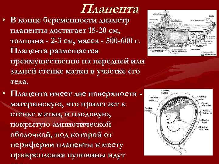 Толщина плаценты по неделям