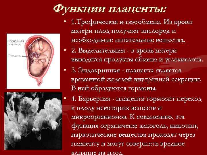 Функции плаценты: • 1. Трофическая и газообмена. Из крови матери плод получает кислород и