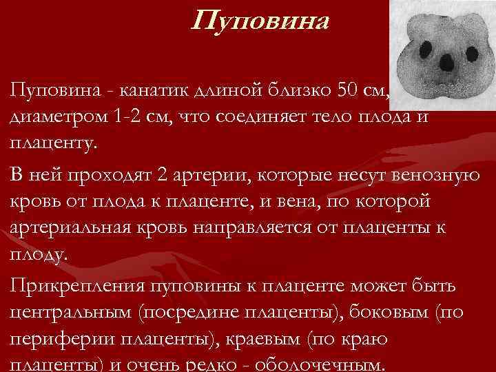 Пуповина • Пуповина - канатик длиной близко 50 см, диаметром 1 -2 см, что