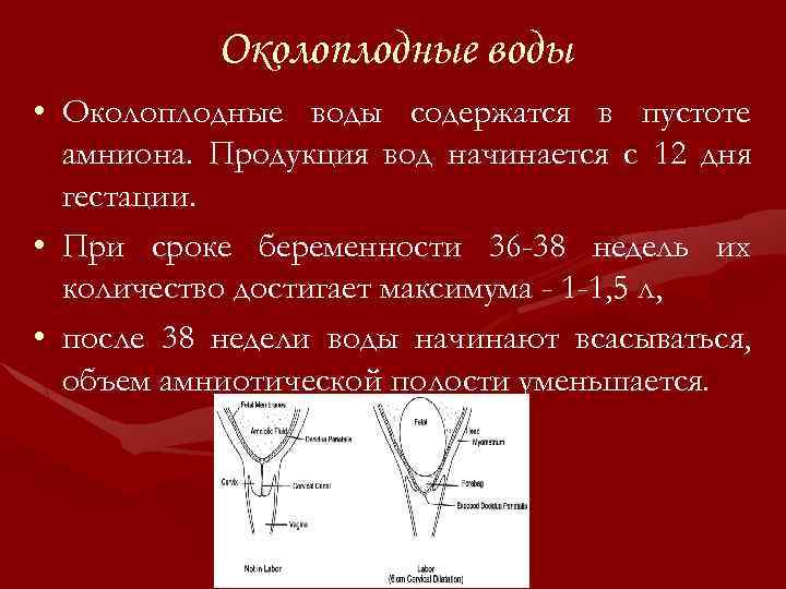 Околоплодные воды • Околоплодные воды содержатся в пустоте амниона. Продукция вод начинается с 12