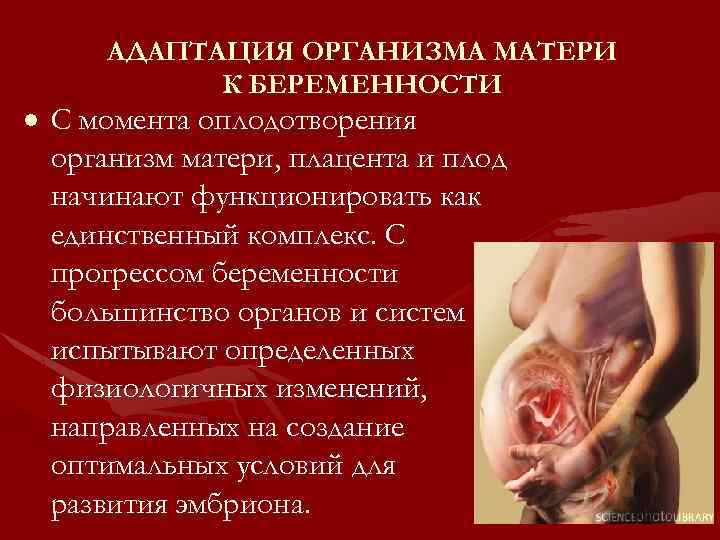 АДАПТАЦИЯ ОРГАНИЗМА МАТЕРИ К БЕРЕМЕННОСТИ · С момента оплодотворения организм матери, плацента и плод