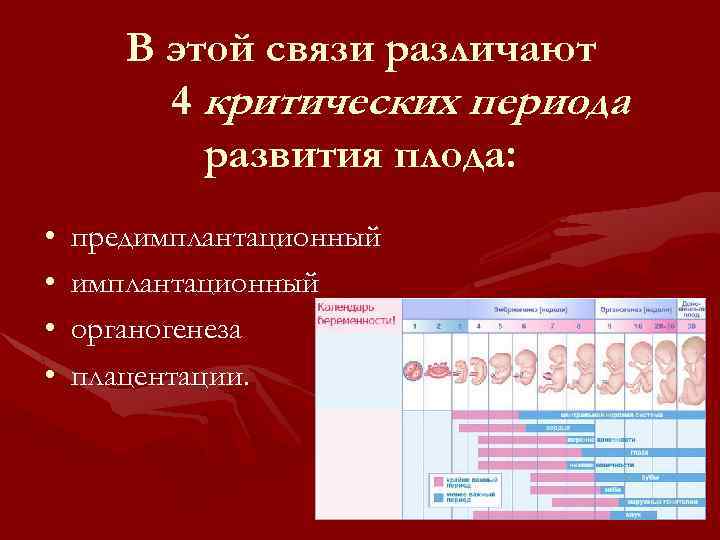 В этой связи различают 4 критических периода развития плода: • • предимплантационный органогенеза плацентации.