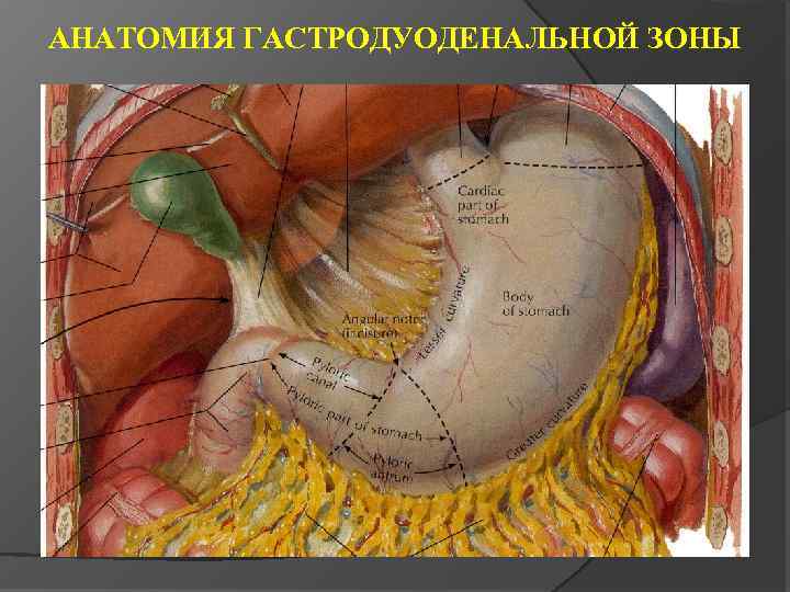 АНАТОМИЯ ГАСТРОДУОДЕНАЛЬНОЙ ЗОНЫ 
