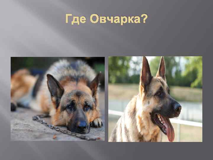 Где Овчарка? 