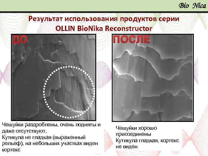 Bio Nica Результат использования продуктов серии OLLIN Bio. Nika Reconstructor ПОСЛЕ ДО Чешуйки раздроблены,