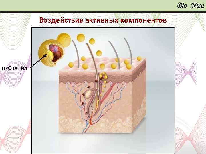 Bio Nica Воздействие активных компонентов ПРОКАПИЛ 