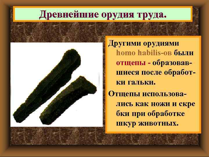 Древнейшие орудия труда. Другими орудиями homo habilis-ов были отщепы - образовавшиеся после обработки гальки.