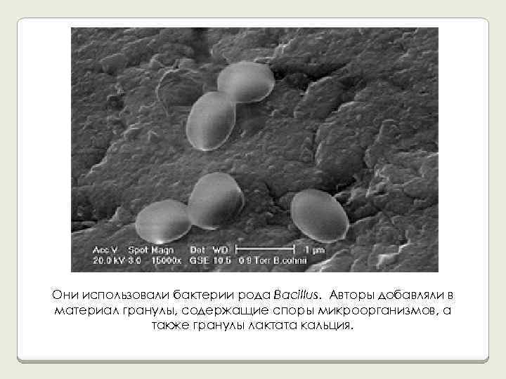 Они использовали бактерии рода Bacillus. Авторы добавляли в материал гранулы, содержащие споры микроорганизмов, а