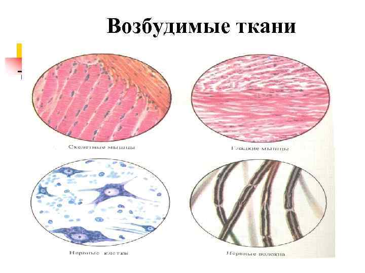 Возбуждение тканей