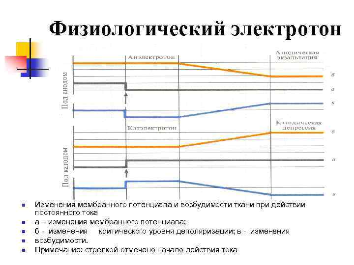 Физиологический электротон n n n Изменения мембранного потенциала и возбудимости ткани при действии постоянного