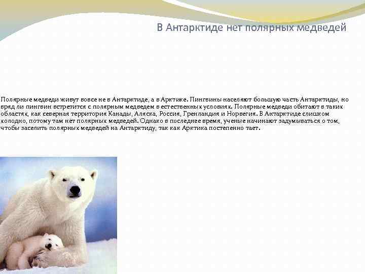  В Антарктиде нет полярных медведей Полярные медведи живут вовсе не в Антарктиде, а