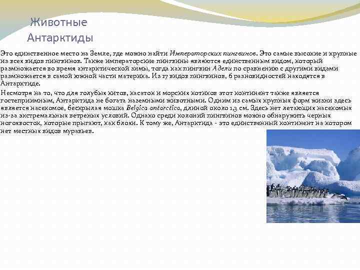  Животные Антарктиды Это единственное место на Земле, где можно найти Императорских пингвинов. Это