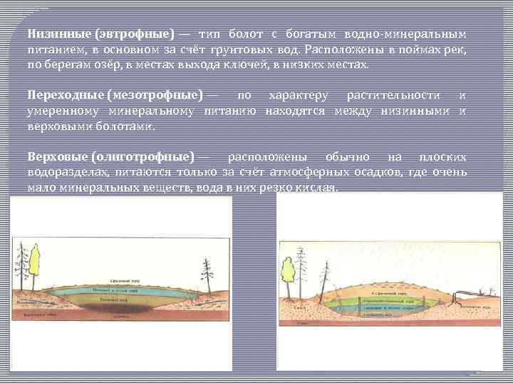 Верховые и низинные болота