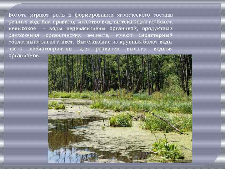 Режимы болот. Роль болота в природе. Гидрологический режим болот.