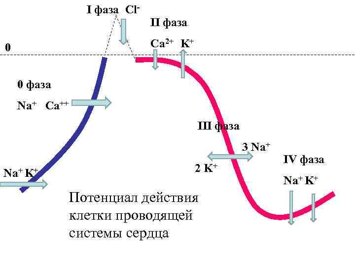 I фаза Cl- II фаза Ca 2+ K+ 0 0 фаза Na+ Са++ III