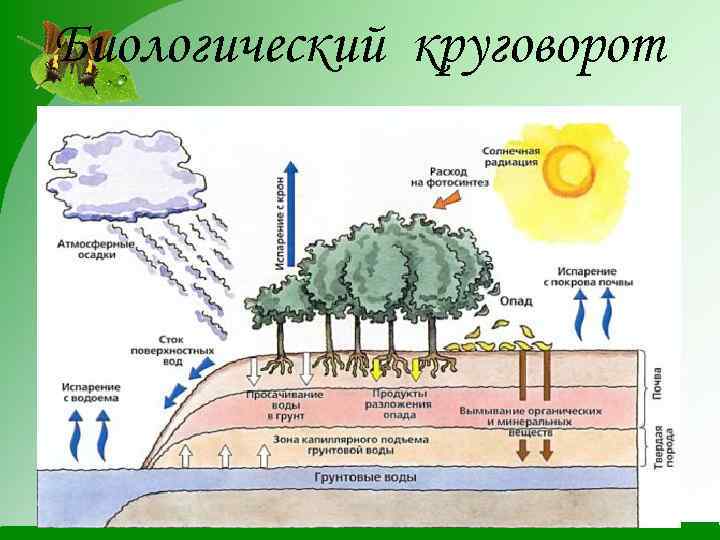 Биологический круговорот 