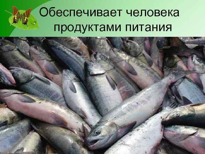 Обеспечивает человека продуктами питания 