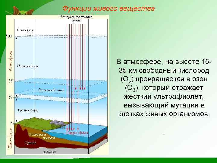 Функции живого вещества В атмосфере, на высоте 1535 км свободный кислород (О 2) превращается