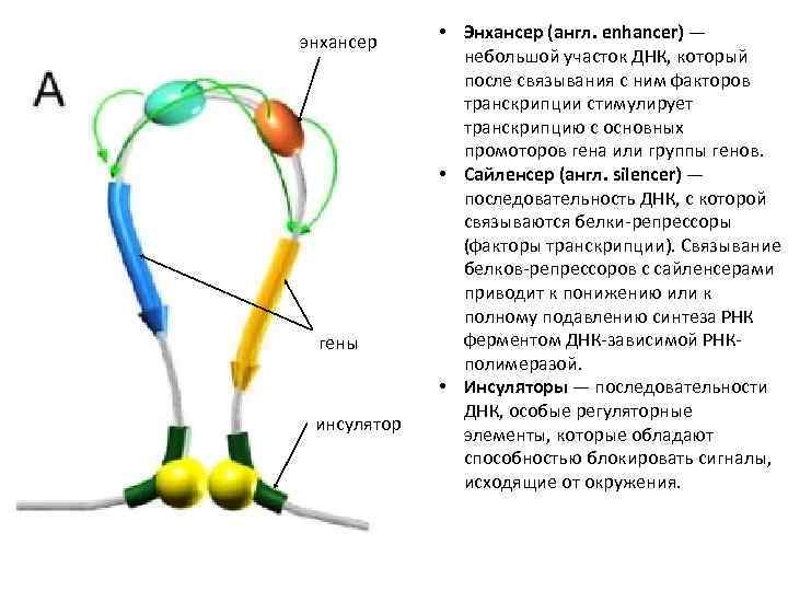 энхансер гены инсулятор • Энхансер (англ. enhancer) — небольшой участок ДНК, который после связывания