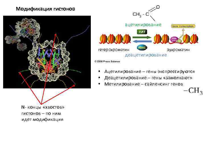 Модификация гистонов ацетилирование гетерохроматин деацетилирование эухроматин • Ацетилирование – гены экспрессируются • Деацетилирование –