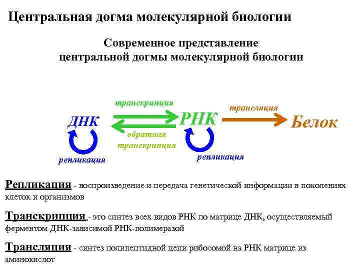 Центральная догма молекулярной биологии Современное представление центральной догмы молекулярной биологии транскрипция ДНК обратная транскрипция