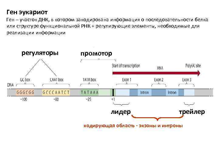 Ген эукариот Ген – участок ДНК, в котором закодирована информация о последовательности белка или