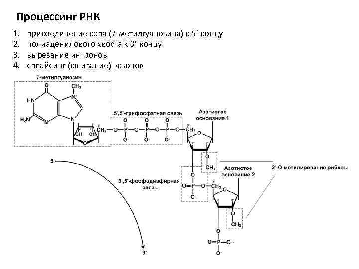 Процессинг РНК 1. 2. 3. 4. присоединение кэпа (7 -метилгуанозина) к 5’ концу полиаденилового