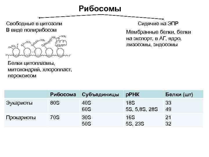Рибосомы Свободные в цитозоли В виде полирибосом Сидячие на ЭПР Мембранные белки, белки на