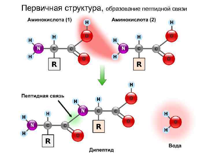 Первичная структура, образование пептидной связи 