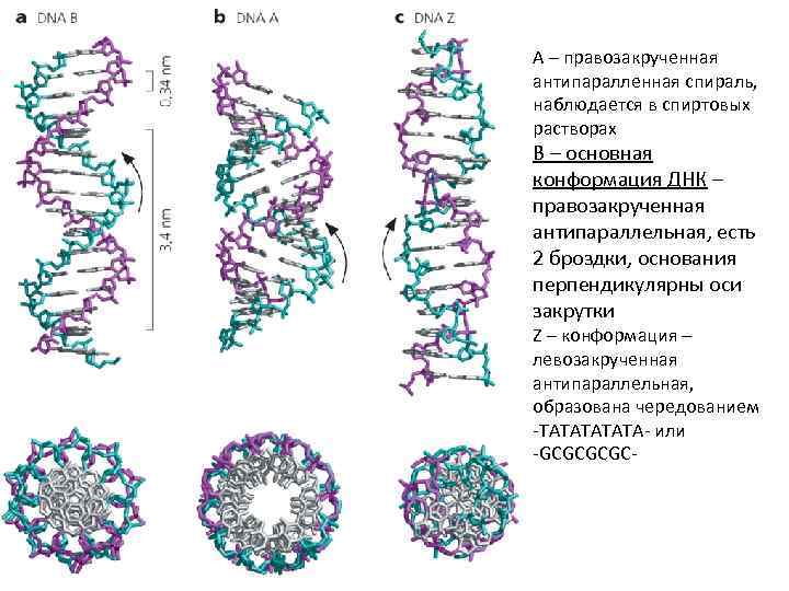 А – правозакрученная антипаралленная спираль, наблюдается в спиртовых растворах В – основная конформация ДНК