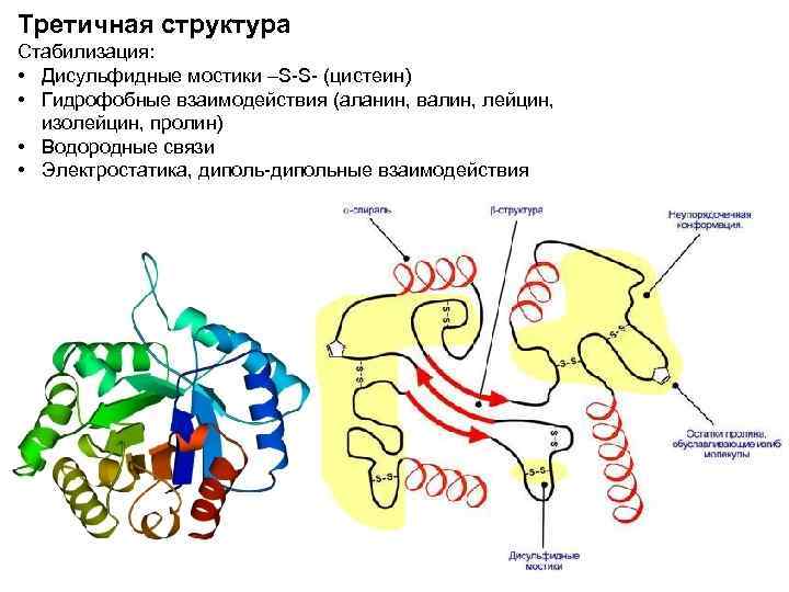 Третичная структура Стабилизация: • Дисульфидные мостики –S-S- (цистеин) • Гидрофобные взаимодействия (аланин, валин, лейцин,