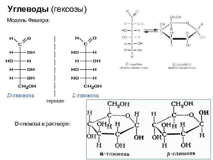 Углеводы (гексозы) Модель Фишера: D-глюкоза в растворе: 