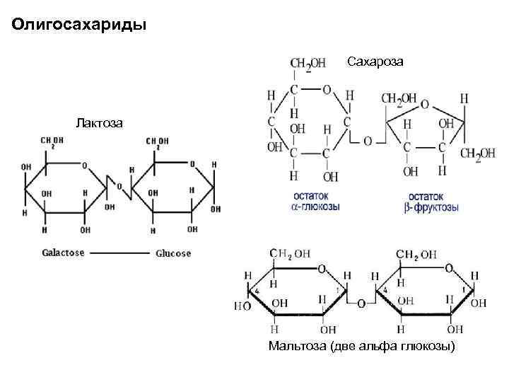 Олигосахариды Сахароза Лактоза Мальтоза (две альфа глюкозы) 