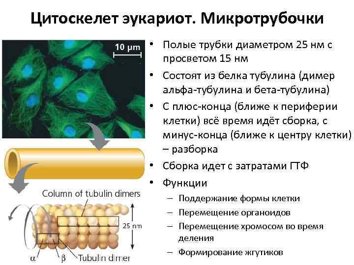 Цитоскелет эукариот. Микротрубочки • Полые трубки диаметром 25 нм с просветом 15 нм •