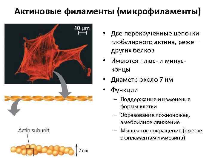 Актиновые филаменты (микрофиламенты) • Две перекрученные цепочки глобулярного актина, реже – других белков •