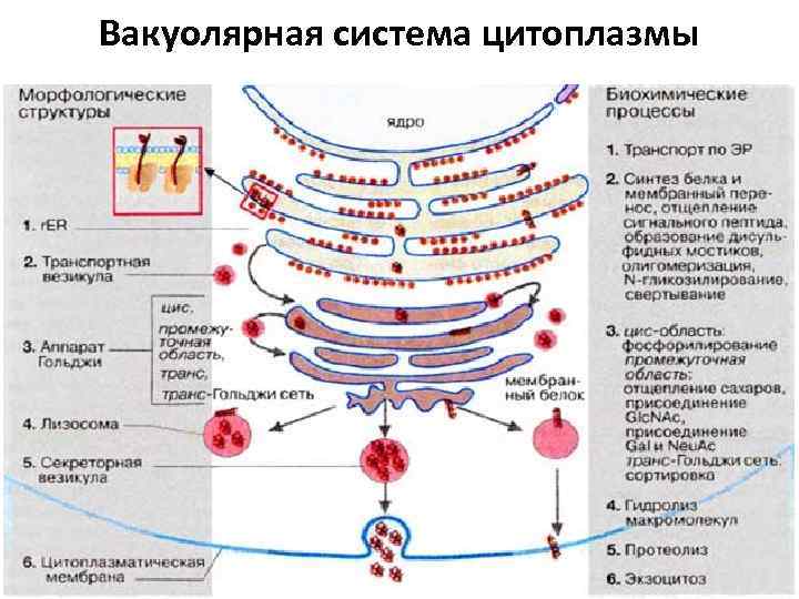 Вакуолярная система цитоплазмы 