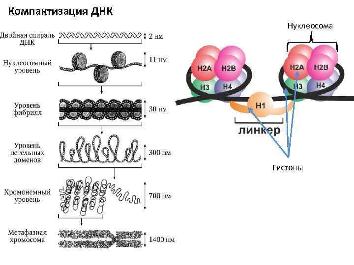 Компактизация ДНК Нуклеосома Гистоны 