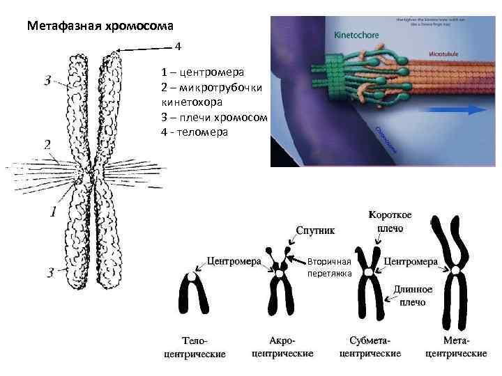 Метафазная хромосома 4 1 – центромера 2 – микротрубочки кинетохора 3 – плечи хромосом