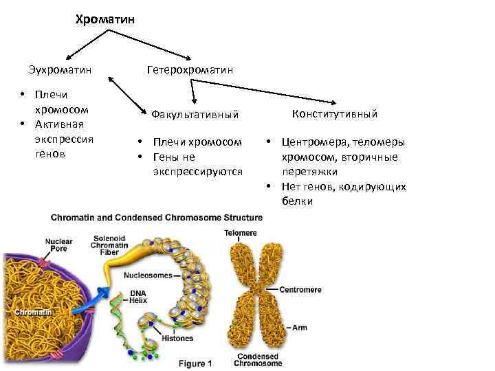 Хроматин Эухроматин • Плечи хромосом • Активная экспрессия генов Гетерохроматин Факультативный • Плечи хромосом