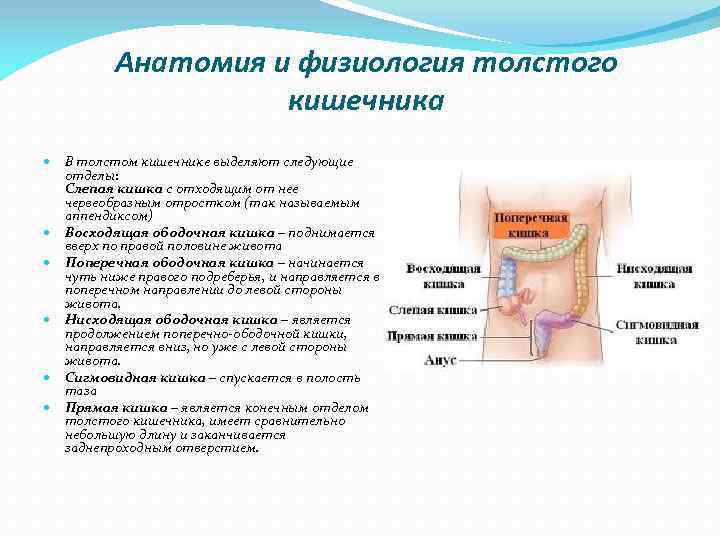 Анатомия и физиология толстого кишечника В толстом кишечнике выделяют следующие отделы: Слепая кишка с