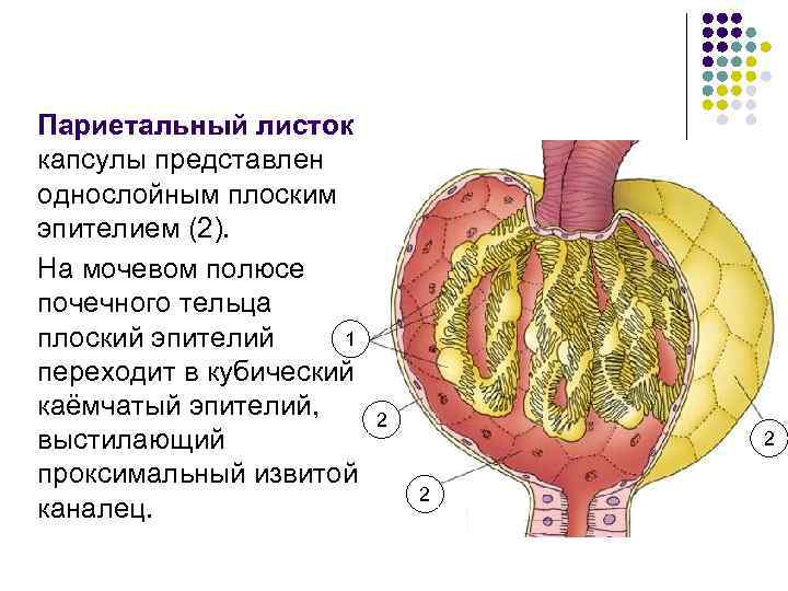 Стенка мочеточника состоит из оболочек